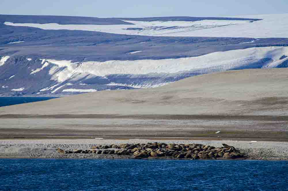 Morsa - islas Svalbard - Noruega 1.jpg